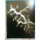 Le dragon de mer hachette