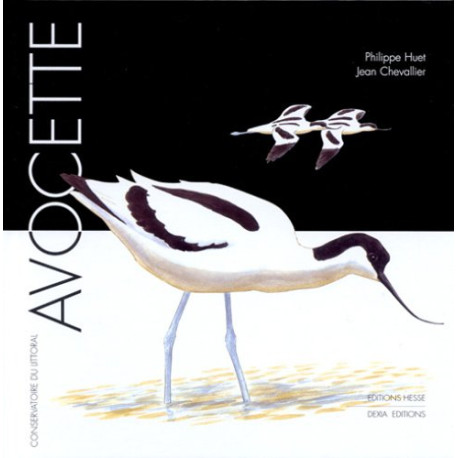 Avocette