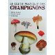 Le guide pratique des champignons