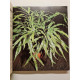 Choirs et soigner les plantes d'interieur
