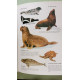 Animaux des amériques
