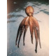 Les pieuvres diolé et cousteau