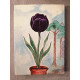 La tulipe noire