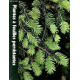 Plantes à Feuilles Persistantes