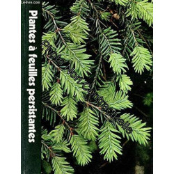 Plantes à Feuilles Persistantes