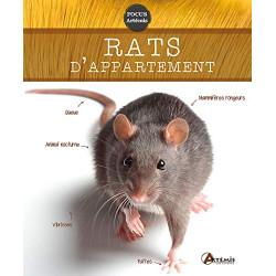 Rats d Appartement