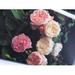 Les roses anglaises