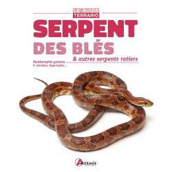 Serpent des blés et autres serpents ratiers