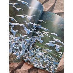Aviornis international nº 142