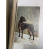 Les chiens