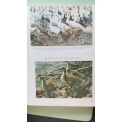 Encyclopédie de la vie sauvage
