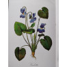 100 plantes 1000 usages