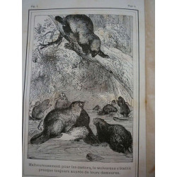 la baie d'hudson Théodore