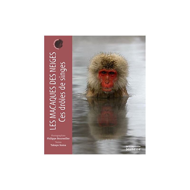 Les Macaques des neiges ces drôles de singes