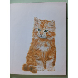 Nos animaux les cats