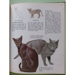 Nos animaux les cats