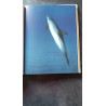 Le monde des dauphins