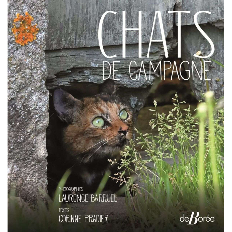 Chats de campagne