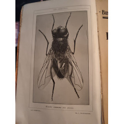 Les insectes