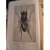 Les insectes