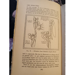 Les insectes