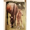 LES CHEVAUX