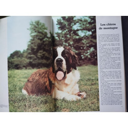 Les principales races de chiens