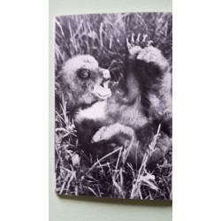 Deux Petits Ours