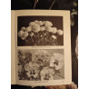 Fleurs A Massifs et a couper