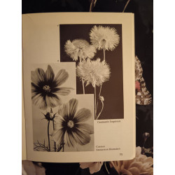 Fleurs A Massifs et a couper
