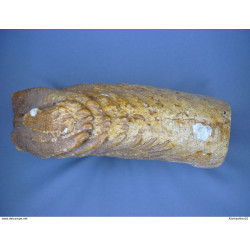 Yonne (89) - 3 5 Kg