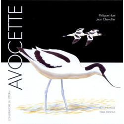Avocette