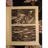 Plantes de roicalles