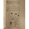Guide des plantes herbes et baies sauvages comestibles et médicinales
