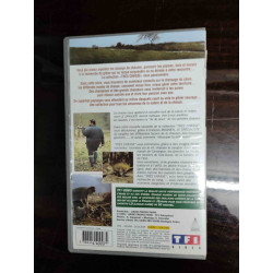 Les différentes chasses du sanglier