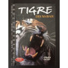 Tigre des marais