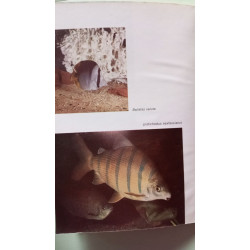 Votre aquarium et les poissons