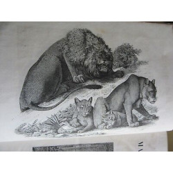 La Mosaïque nouveau magasin pittoresque universelAdolphe Everat...