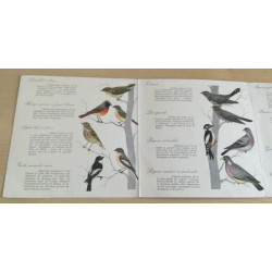 Oiseaux De La Forêt