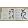 Oiseaux De La Forêt
