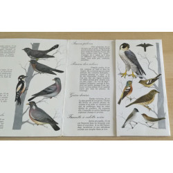 Oiseaux De La Forêt