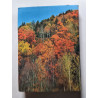 Guide de la forêt et de ses à-côtés