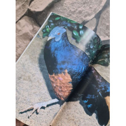 Aviornis international 2000 nº 158