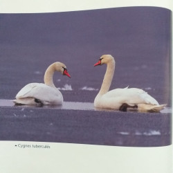 Au pays des oiseaux: L'album d'un photographe