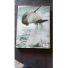 Le monde des dauphins