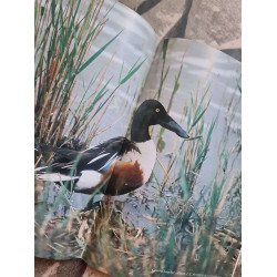 Aviornis international nº 145