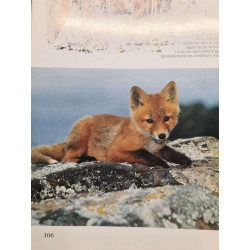 La vie cachée des sous-bois