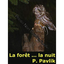 La foret la nuit