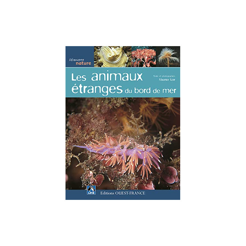 Les Animaux étranges du bord de mer