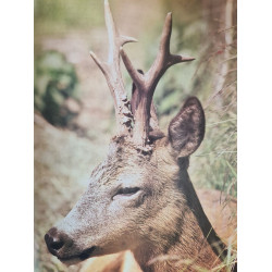 Plaisirs de la Chasse